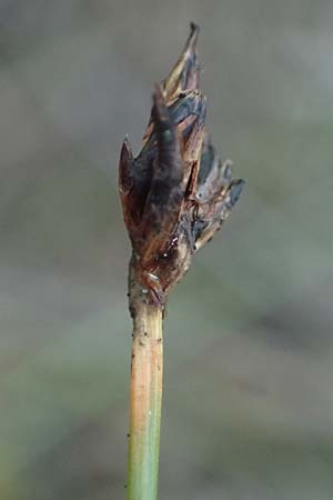 Eleocharis multicaulis \ Vielstngelige Sumpfbinse / Many-Stalked Spike Rush, F Bitche 15.8.2021