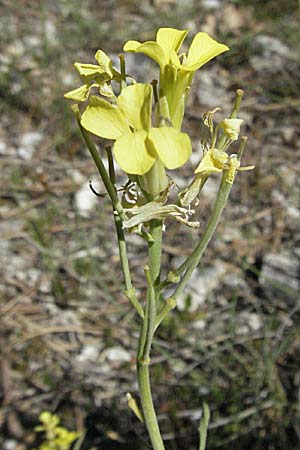 Erysimum ochroleucum \ Blassgelber Schterich, F Rochefort-en-Valdaine 10.6.2006