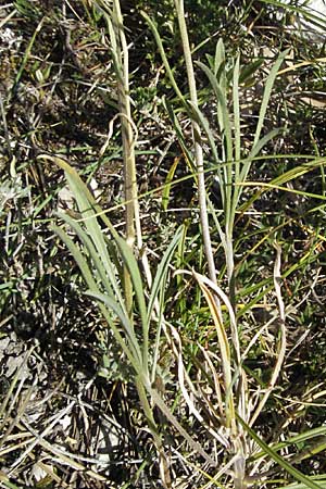 Erysimum ochroleucum \ Blassgelber Schterich, F Rochefort-en-Valdaine 10.6.2006