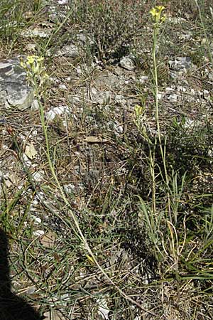 Erysimum ochroleucum \ Blassgelber Schterich, F Rochefort-en-Valdaine 10.6.2006