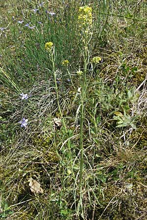 Erysimum virgatum \ Steifer Schterich / Hawkweed-Leaved Treacle Mustard, F Nyons 10.6.2006