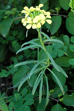 Erysimum virgatum \ Steifer Schterich / Hawkweed-Leaved Treacle Mustard, F Nyons 10.6.2006