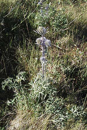 Eryngium bourgatii \ Spanische Mannstreu, Pyrenen-Distel / Blue Eryngo, Pyrenean Thistle, F Pyrenäen/Pyrenees, Llo 9.8.2006