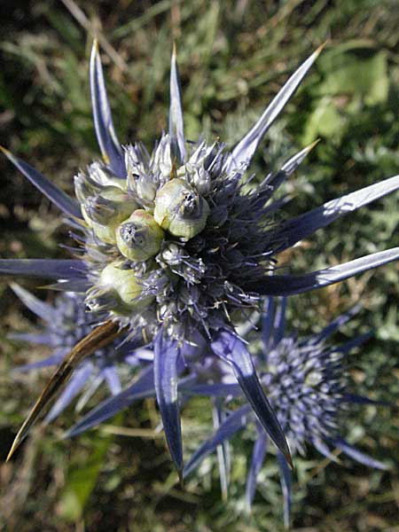 Eryngium bourgatii \ Spanische Mannstreu, Pyrenen-Distel / Blue Eryngo, Pyrenean Thistle, F Pyrenäen/Pyrenees, Llo 9.8.2006
