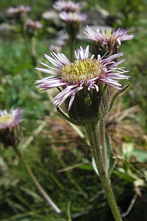 Erigeron atticus \ Drsiges Berufkraut, Villars Berufkraut / Greek Fleabane, F Pyrenäen/Pyrenees, Eyne 9.8.2006