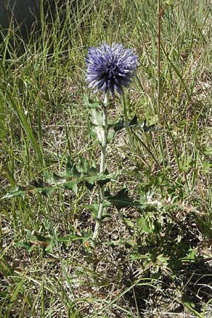 Echinops ritro \ Blaue Kugeldistel / Small Globe Thistle, F Crest 20.8.2006