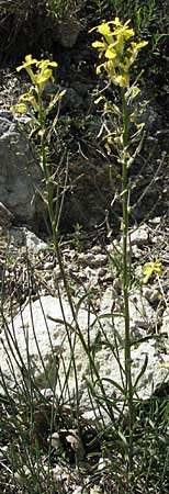 Erysimum rhaeticum / Swiss Treacle Mustard, F Castellane 12.5.2007