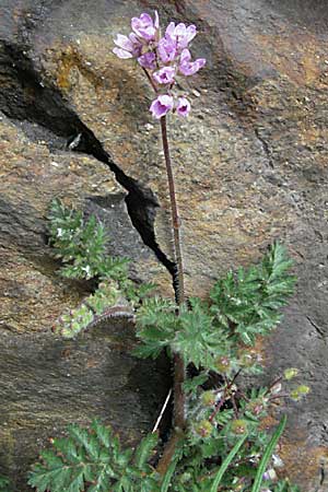 Erodium cicutarium \ Gewhnlicher Reiherschnabel / Common Crane's-Bill, Philary, F Pyrenäen/Pyrenees, Olette 14.5.2007