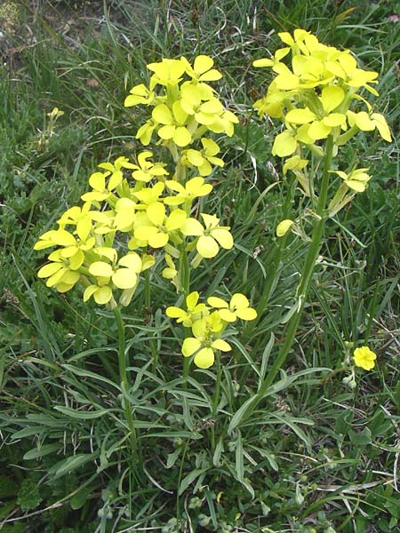 Erysimum ochroleucum \ Blassgelber Schterich, F Col Agnel 22.6.2008