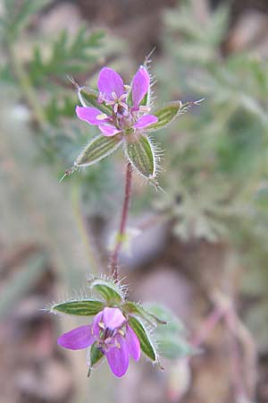 Erodium cicutarium \ Gewhnlicher Reiherschnabel, F Toreilles 24.6.2008