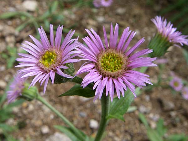 Erigeron gaudinii \ Gaudins Berufkraut / Gaudin's Fleabane, F Vogesen/Vosges, Botan. Gar.  Haut Chitelet 5.8.2008