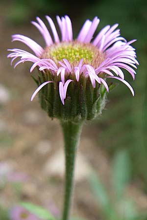 Erigeron gaudinii \ Gaudins Berufkraut, F Vogesen, Botan. Gar.  Haut Chitelet 5.8.2008