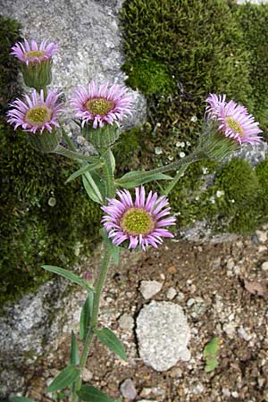 Erigeron gaudinii \ Gaudins Berufkraut, F Vogesen, Botan. Gar.  Haut Chitelet 5.8.2008