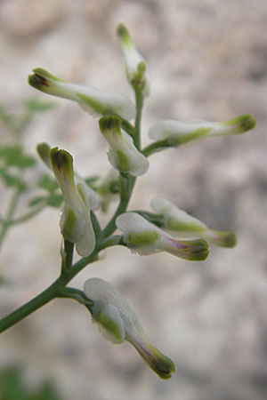Corydalis alba ? \ Blagelber Lerchensporn / Pale Corydalis, F Saint-Guilhem-le-Desert 1.6.2009