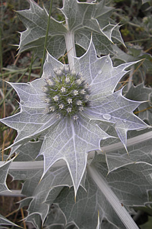 Eryngium maritimum \ Stranddistel, F Sète 6.6.2009