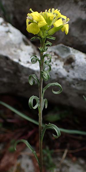 Erysimum rhaeticum / Swiss Treacle Mustard, F Col d'Eze 1.5.2023