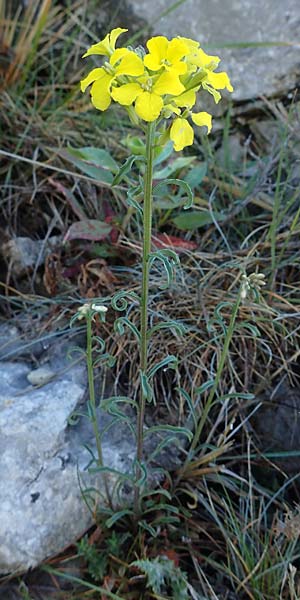 Erysimum rhaeticum / Swiss Treacle Mustard, F Grasse 2.5.2023