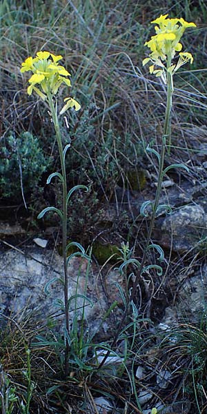 Erysimum rhaeticum / Swiss Treacle Mustard, F Grasse 2.5.2023