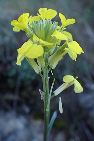 Erysimum rhaeticum \ Schweizer Schterich / Swiss Treacle Mustard, F Grasse 2.5.2023