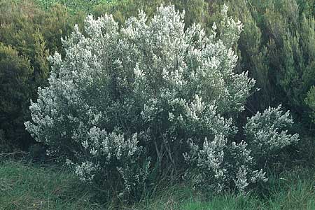 Erica arborea / Tree Heather, F Corbières, Bugarach 1.5.2005