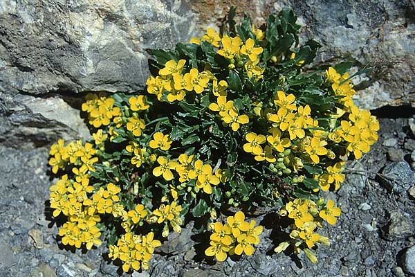 Brassica repanda / Rock Cabbage, F Col du Galibier 29.6.1998