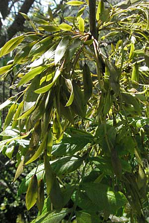 Fraxinus excelsior \ Gewhnliche Esche / Ash, F Castellane 12.5.2007