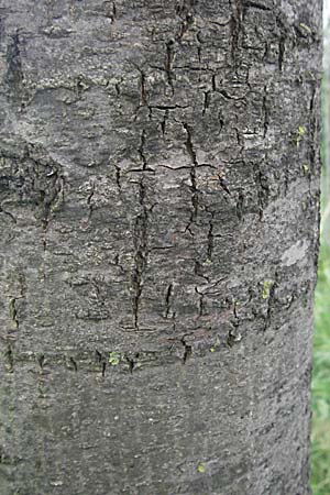 Fraxinus angustifolia / Narrow-Leaved Ash, F Mauguio 13.5.2007