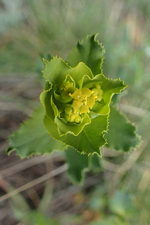 Euphorbia serrata \ Gesgte Wolfsmilch / Serrate Spurge, F Savines-le-Lac 29.4.2023