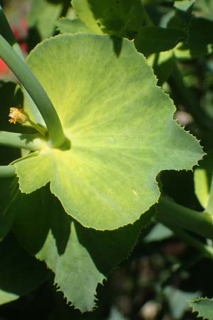 Euphorbia serrata \ Gesgte Wolfsmilch / Serrate Spurge, F Lagnes 3.5.2023