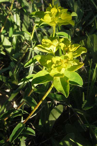 Euphorbia verrucosa \ Warzen-Wolfsmilch / Warty Spurge, F Serres 10.6.2006
