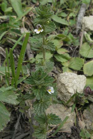 Euphrasia hirtella \ Zottiger Augentrost / Small Flowered Sticky Eyebright, F Pyrenäen/Pyrenees, Prades 12.8.2006