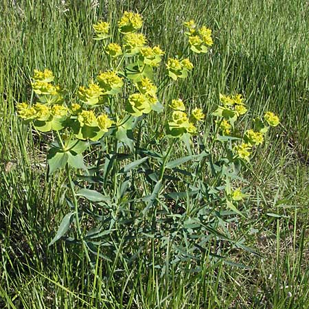 Euphorbia serrata \ Gesgte Wolfsmilch / Serrate Spurge, F Serres 12.5.2007