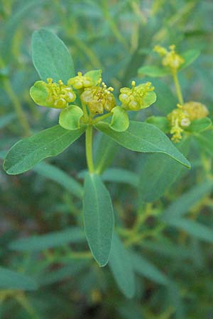 Euphorbia spinosa \ Dornige Wolfsmilch / Spiny Spurge, F Clue de Chabrieres 12.5.2007