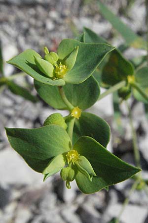 Euphorbia segetalis \ Saat-Wolfsmilch / Grainfield Spurge, F Clue de Chabrieres 12.5.2007