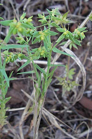 Euphorbia exigua \ Kleine Wolfsmilch, F Maures, Vidauban 12.5.2007