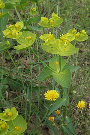 Euphorbia serrata \ Gesgte Wolfsmilch, F Corbières, Talairan 13.5.2007