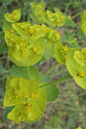 Euphorbia serrata / Serrate Spurge, F Corbières, Talairan 13.5.2007