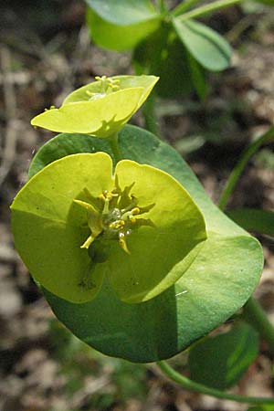 Euphorbia amygdaloides \ Mandelblttrige Wolfsmilch / Mediterranean Spurge, F Corbières, Talairan 13.5.2007