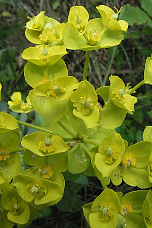 Euphorbia seguieriana \ Steppen-Wolfsmilch / Seguier's Spurge, F Pyrenäen/Pyrenees, Prades 14.5.2007