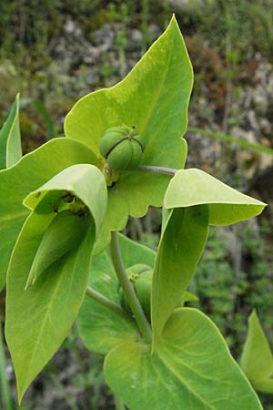 Euphorbia lathyris \ Kreuzblttrige Wolfsmilch, F Causse du Larzac 16.5.2007