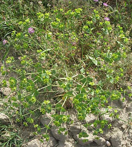 Euphorbia segetalis \ Saat-Wolfsmilch / Grainfield Spurge, F Toreilles 24.6.2008