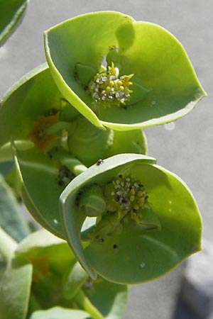 Euphorbia paralias \ Ksten-Wolfsmilch / Sea Spurge, F Stes. Maries 27.5.2009