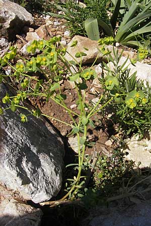 Euphorbia segetalis \ Saat-Wolfsmilch / Grainfield Spurge, F Saint-Guilhem-le-Desert 1.6.2009