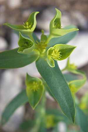 Euphorbia segetalis / Grainfield Spurge, F Saint-Guilhem-le-Desert 1.6.2009