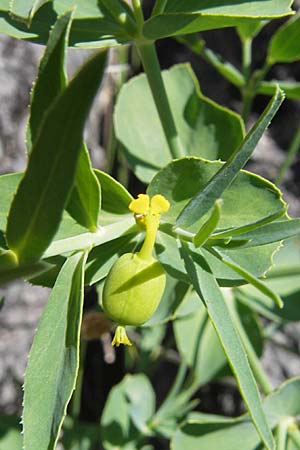 Euphorbia serrata \ Gesgte Wolfsmilch, F Lac de Salagou 4.6.2009