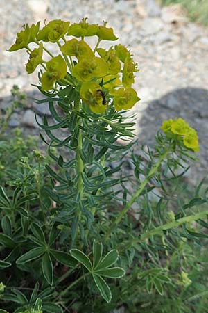 Euphorbia seguieriana \ Steppen-Wolfsmilch / Seguier's Spurge, F Pyrenäen/Pyrenees, Eyne 4.8.2018