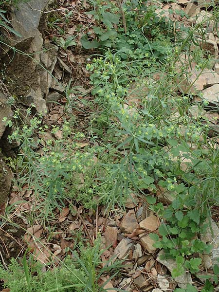 Euphorbia segetalis \ Saat-Wolfsmilch / Grainfield Spurge, F Pyrenäen/Pyrenees, Gorges de la Fou 10.8.2018