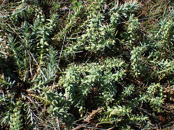 Euphorbia spinosa \ Dornige Wolfsmilch / Spiny Spurge, F Caussols 2.5.2023