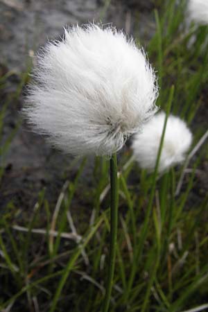 Eriophorum scheuchzeri / Scheuchzer's Cotton Grass, F Col de la Bonette 8.7.2016