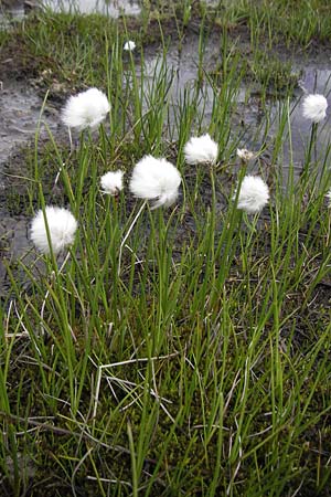 Eriophorum scheuchzeri / Scheuchzer's Cotton Grass, F Col de la Bonette 8.7.2016